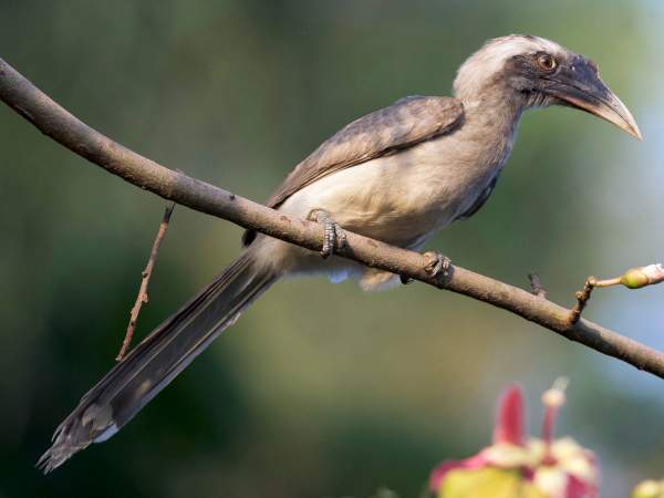 Indian Grey Hornbill Reintroduced in Gir After Decades