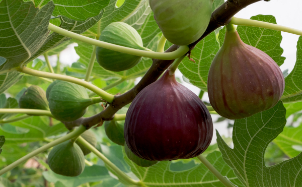In a first, Pune’s GI-tagged figs exported from India to Germany