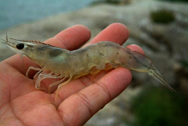 Newly patented diagnostic tool for aquaculture pathogen to boost shrimp cultivation