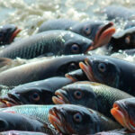 India’s Cold Water Fisheries Emerging as a Key Pillar of the Blue Economy