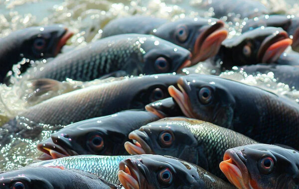 Promotion of Indigenous Species & Conservation of States Fishes