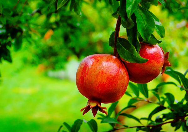 APEDA facilitates first consignment of Indian Pomegranates from Mumbai to Melbourne