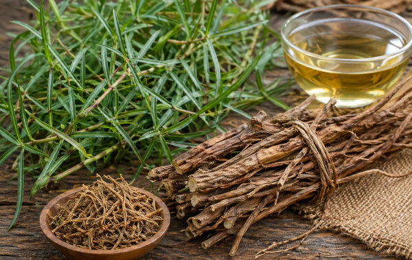 Hemidesmus indicus — Indian Sarsaparilla / Sariva / Nannari: Ayurveda’s Cooling Root for Skin, Pitta and Rakta Health