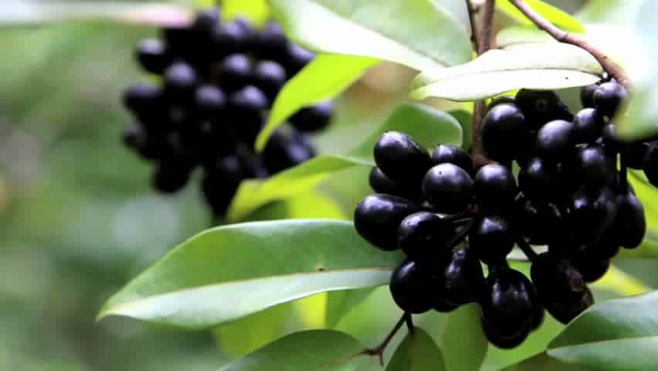 India Identified as Key Centre in Jamun’s Evolutionary History