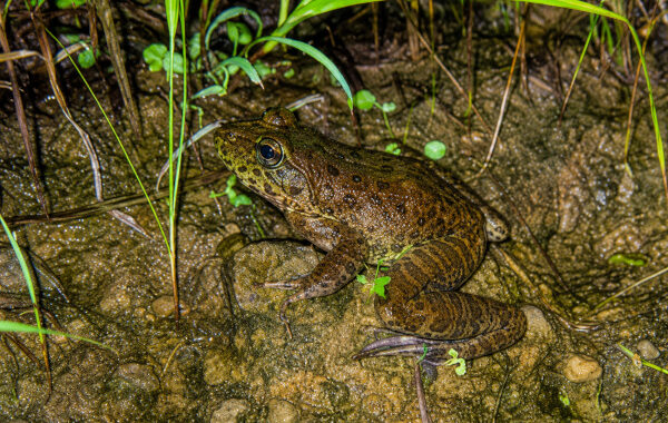 New Cascade Frog Discovery in Nagaland Highlights Northeast India’s Hidden Biodiversity