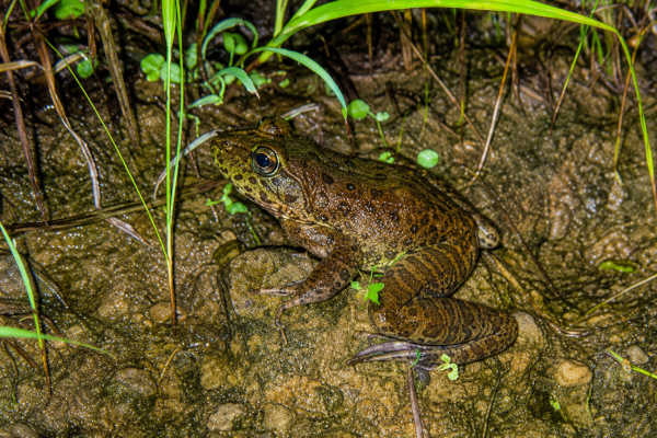 New Cascade Frog Discovery in Nagaland