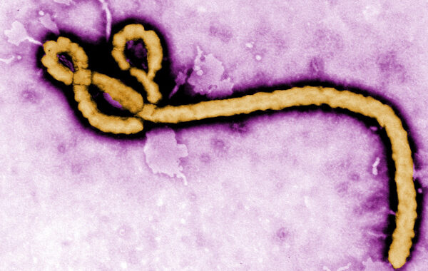India Issues Travel Advisory After Ebola Emergency Declared in DRC and Uganda