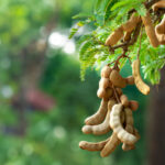 Tamarind in Ayurveda: The Sour Fruit That Turned Indian Food Into Medicine