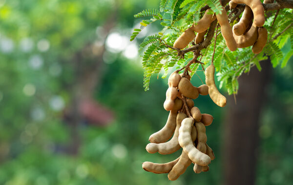Tamarind in Ayurveda: The Sour Fruit That Turned Indian Food Into Medicine