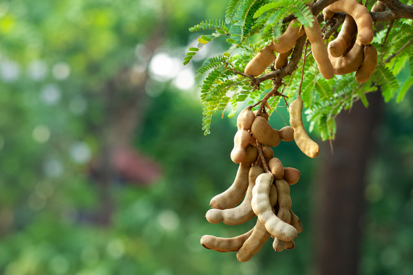 tamarind on tree