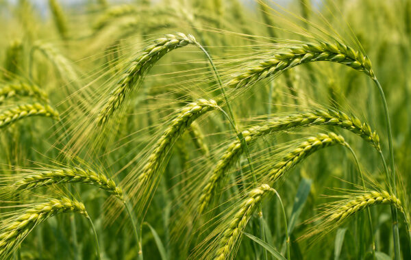 Barley in Ayurveda: The Ancient Grain of Lightness, Strength and Metabolic Balance