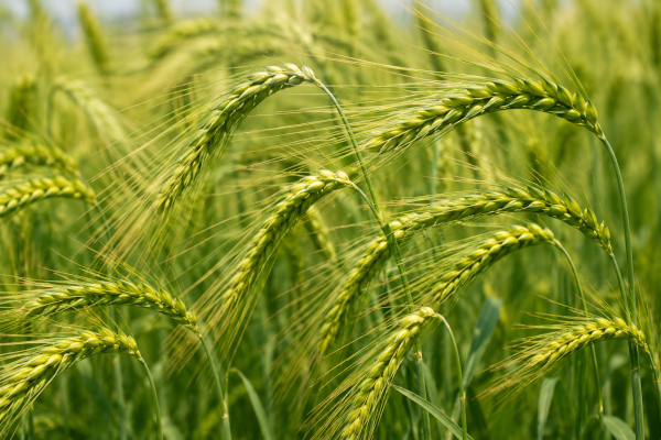 Lush barley field in soft daylight