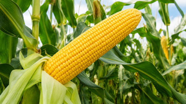 Golden corn on the stalk