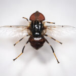 Hidden Pollinators of Bengal: ZSI Scientists Discover Two New Hoverfly Species After a Century