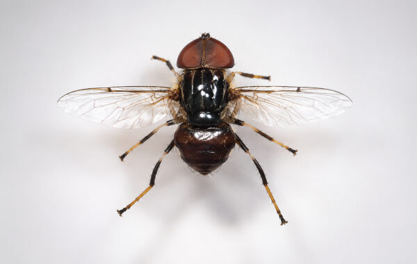 Hidden Pollinators of Bengal: ZSI Scientists Discover Two New Hoverfly Species After a Century