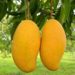 APEDA Facilitates First Commercial Export of GI-Tagged Rewa Sundarja Mangoes from Madhya Pradesh to UAE