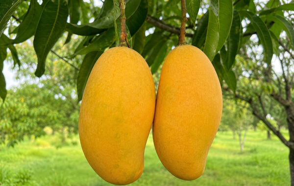 GI-Tagged Rewa Sundarja Mangoes