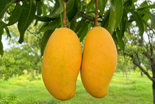 GI-Tagged Rewa Sundarja Mangoes