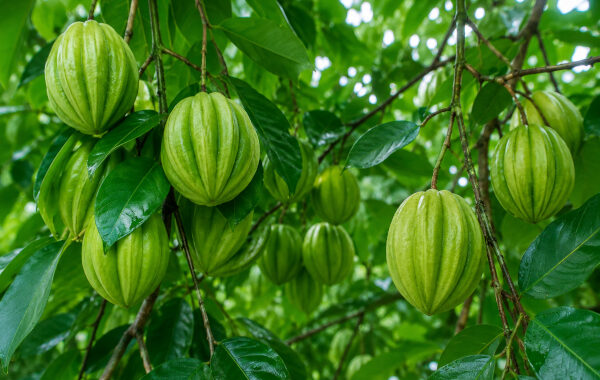 Garcinia Cambogia in Ayurveda: Kudampuli, the Sour Medicine of the Kitchen