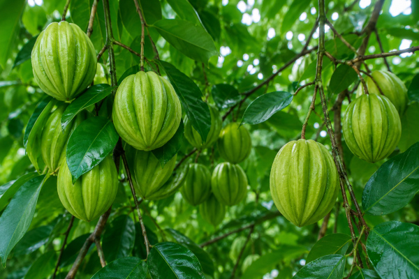 Garcinia cambogia