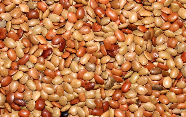 Horse Gram in Ayurveda: Kulattha, the Ancient Pulse of Strength, Warmth and Deep Cleansing