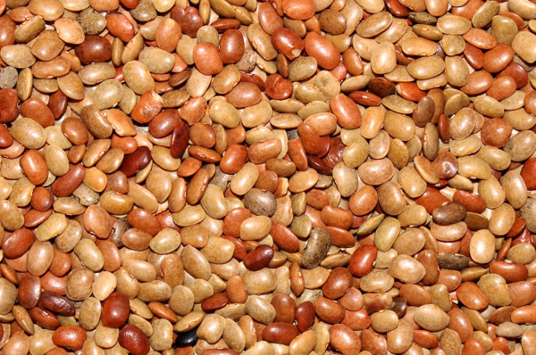 Horse Gram in Ayurveda: Kulattha