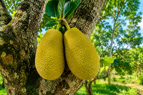Jackfruit