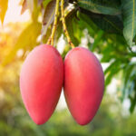 ICAR and APEDA Sea Protocol Cuts Mango Export Cost