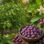 Parushaka: The Cooling Phalsa Berry of Ayurveda