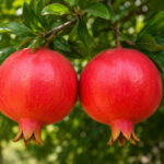Pomegranate in Ayurveda: Dadima, the Ruby Fruit That Supports Digestion, Strength and Heart Wellness