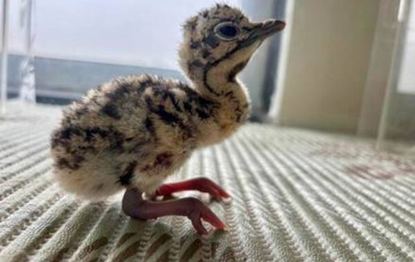 Project GIB Records Fresh Success as Captive Stock Reaches 94 Birds