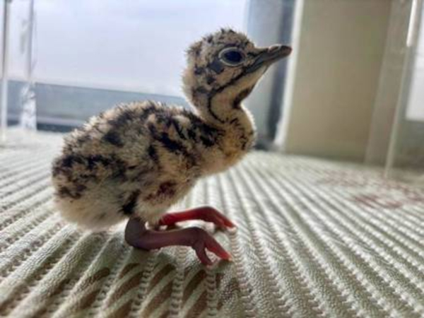 Project Great Indian Bustard (GIB)