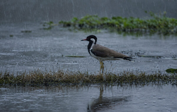 Surha Tal Becomes India’s 100th Ramsar Site: A Century Mark in Wetland Conservation