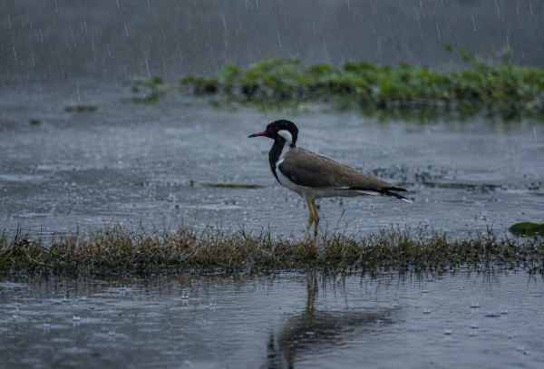 Surha Tal Becomes India’s 100th Ramsar Site