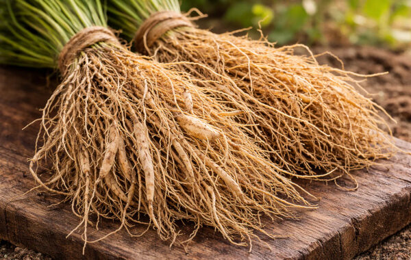 Vetiver in Ayurveda — Ushira, the Cooling Root of Fragrance and Balance