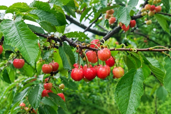 APEDA Facilitates First Export of Premium Kashmir Cherries and Plums to Singapore