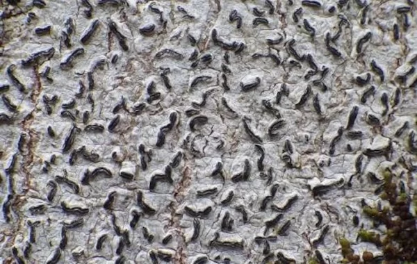 Five New Species of Allographa Discovered in the Western Ghats