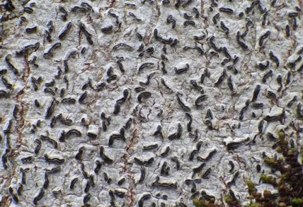 Allographa
