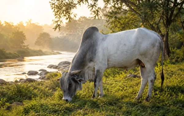 Amritmahal Cattle