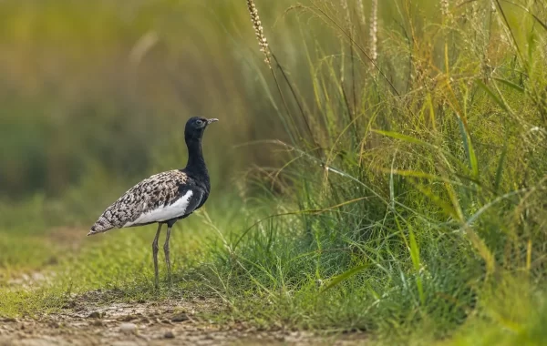 Bengal Florican