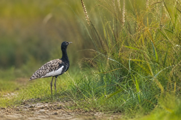 Bengal Florican: The Vanishing Monarch of Assam and the Northern Terai Grasslands
