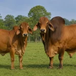 Brahman Cattle: The Indian Zebu Legacy That Became a Global Tropical Breed