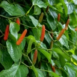 Chavya (Piper retrofractum Vahl.): Ayurveda’s Pungent Herb for Agni, Ama and Digestive Balance