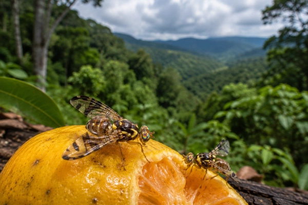 Fruit Flies