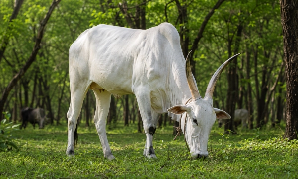 Hallikar Cattle