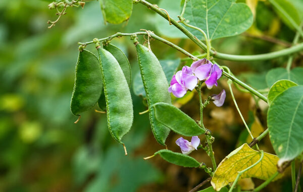 Nishpava: The Hyacinth Bean in Ayurveda and India’s Classical Food Tradition