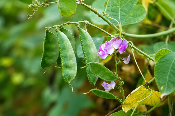 Hyacinth Bean in Ayurveda