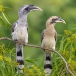 Indian Grey Hornbills Establish Breeding Population in Gir After Six-Decade Absence