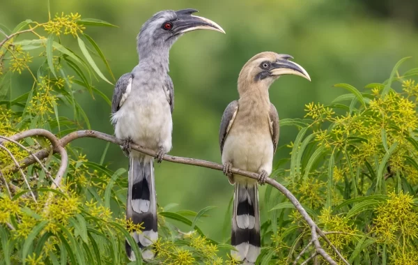 Indian Grey Hornbills