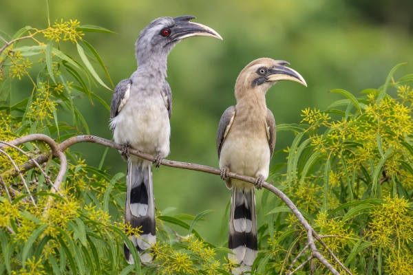Indian Grey Hornbills